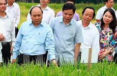 越南政府总理阮春福：越南稻谷产业正进入革新阶段