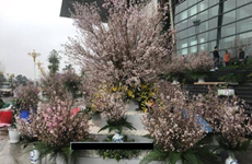 日本樱花节首次在永福省举行