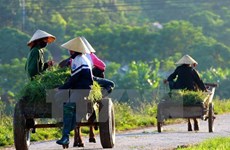 国际农业发展基金会协助越南农民提高经济收入