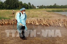 河静省一乡一坊发生H5N1禽流感疫情超过2000只家禽被扑杀