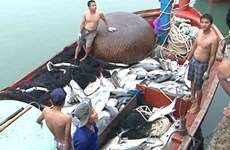 越南乂安省渔民开始恢复正常渔业捕捞活动