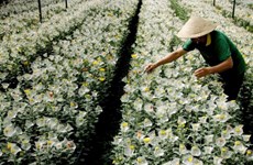 日本在林同省开展花卉种植合作项目