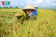以国际标准生产稻米 提高竞争力