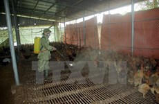 越南颁布《国家禽流感监测计划》