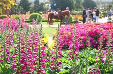 2017年大叻花卉节将于年底举行