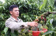 西原地区成为越南全国最大农业商品生产基地