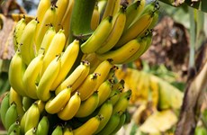 越南金瓯省香蕉进入迪拜市场