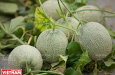 西宁省高科技甜瓜种植模式