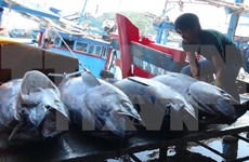越中联合举办北部湾渔业资源增殖放流与养护活动