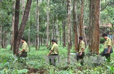 西原地区力争实现新造林面积达1.25万多公顷的目标