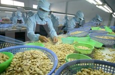 2017年越南腰果对欧盟出口额有望达10亿美元