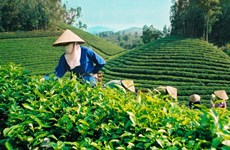 今年前5月越南茶叶出口大幅增长