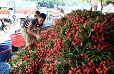 越南企业在对澳大利亚出口产品需了解该国相关规定