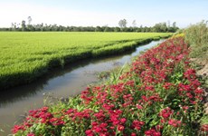 “稻田种花”模式助力农业可持续生产