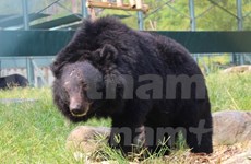 终止活熊取胆 保护野生熊 越南在行动