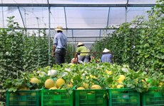  亚行：可持续农业有助于提升越南的地位