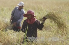 2017年孟加拉国将向柬埔寨购买5万吨蒸谷米