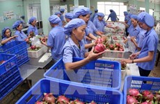 越南加大对中国的蔬果出口力度