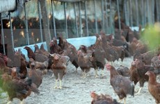 菲律宾发现首个禽流感疫区