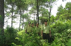 加强森林保护与发展工作