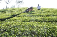 富寿省努力发挥茶树的生产潜力