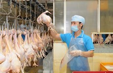 越南是欧洲禽肉的潜在出口市场