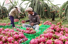 越南火龙果销往澳大利亚市场需满足澳方检疫等的条件