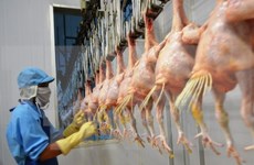 越南首批鸡肉将于本月9日出口日本