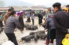 “腋夹”猪——越南北部山区著名土特产