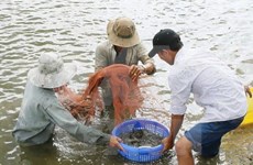 努力推动越南虾产业可持续发展
