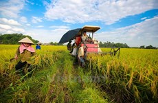 今年全国水稻产量可达4410万吨