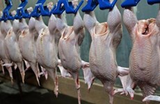 首批越南鸡肉对日本出口仪式今日在隆安省举行