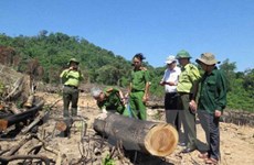 阮春福要求对平定省破坏森林案进行公正客观的调查 尽快查明真相
