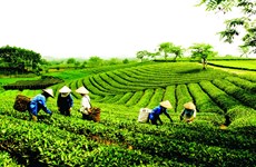 越南茶叶企业要调整方向 把茶叶产品打入苛刻市场
