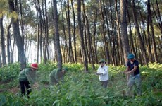 截至目前越南森林环境服务费收入超1万亿越盾