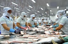 安江省将查鱼培育为主要出口产品