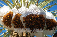阿尔及利亚有意将其椰枣进军越南