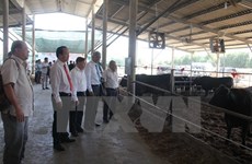 越南与日本开展和牛养殖合作项目
