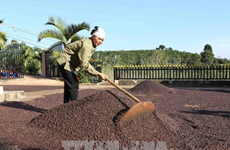 西原地区各省努力确保出口咖啡豆质量