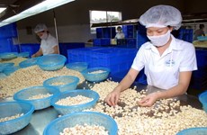 2017年越南腰果出口额约达35亿美元