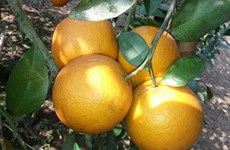 “荣橙子”成为全国境内受保护产品