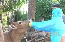 越南国产口蹄疫疫苗将于2018年第二季度上市
