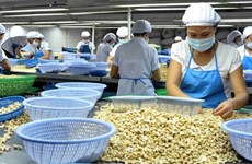 越南腰果出口额达35亿美元创新高纪录