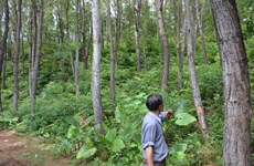 越南人工大木林面积达13万公顷