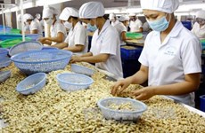 越南腰果协会协助柬埔寨提高腰果产量