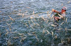 越南发布2025年前虾类产业发展国家行动计划