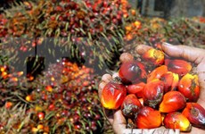 马来西亚棕榈油需求量猛增