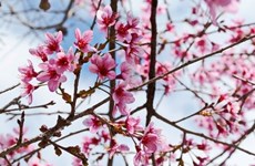 大叻市梅樱桃花卉节开幕