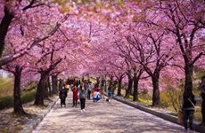 河内市樱花节将于3月下旬举行