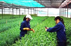 日本援助槟椥省推动有机农业发展